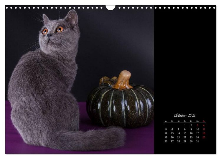 Produktbild: Britisch Kurzhaar Katzen (Wandkalender 2026 DIN A3 quer), CALVENDO Monatskalender