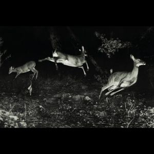 Produktbild: The trees were buzzing,and the grass.