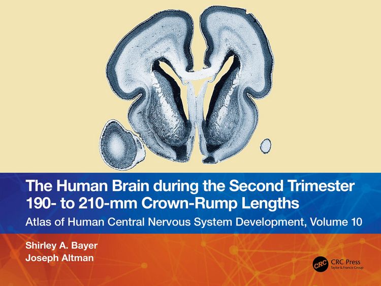 Produktbild: The Human Brain during the Second Trimester 190- to 210-mm Crown-Rump Lengths