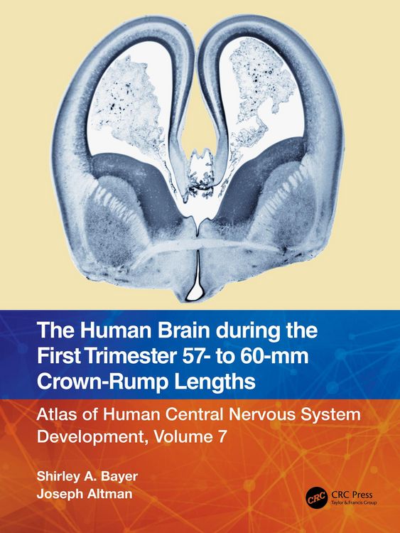 Produktbild: The Human Brain during the First Trimester 57- to 60-mm Crown-Rump Lengths