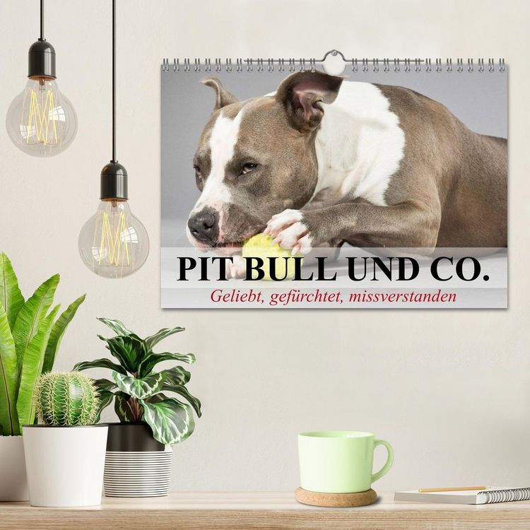 Produktbild: Pit Bull und Co. - Geliebt, gef&uuml;rchtet, missverstanden (Wandkalender 2026 DIN A4 quer), CALVENDO Monatskalender