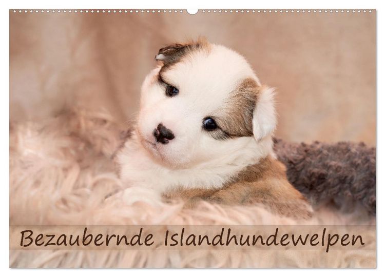Produktbild: Bezaubernde Islandhundewelpen (Wandkalender 2026 DIN A2 quer), CALVENDO Monatskalender