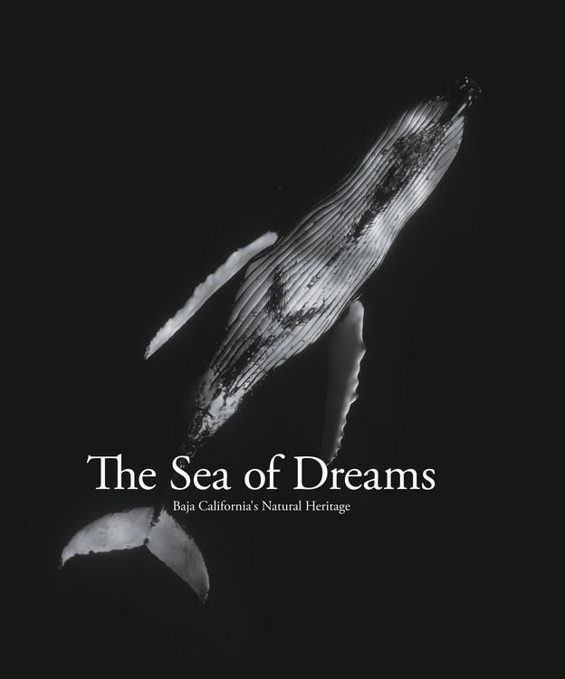 Produktbild: The Sea of Dreams