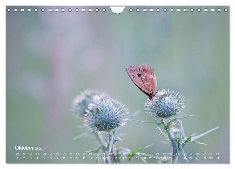 Produktbild: Eine Safari im Garten (Wandkalender 2026 DIN A4 quer), CALVENDO Monatskalender