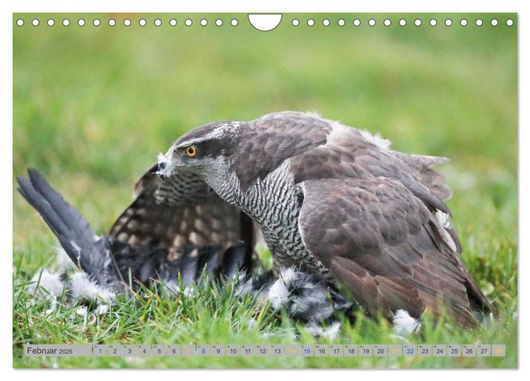 Produktbild: Habicht - aus dem Leben eines imposanten Greifvogels (Wandkalender 2026 DIN A4 quer), CALVENDO Monatskalender