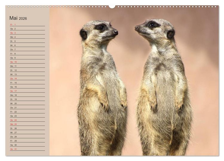 Produktbild: Erdm&auml;nnchen (Wandkalender 2026 DIN A2 quer), CALVENDO Monatskalender
