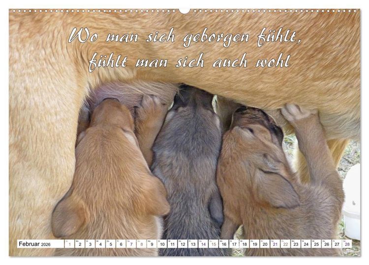 Produktbild: Tierbabies - Spruchkalender (Wandkalender 2026 DIN A2 quer), CALVENDO Monatskalender
