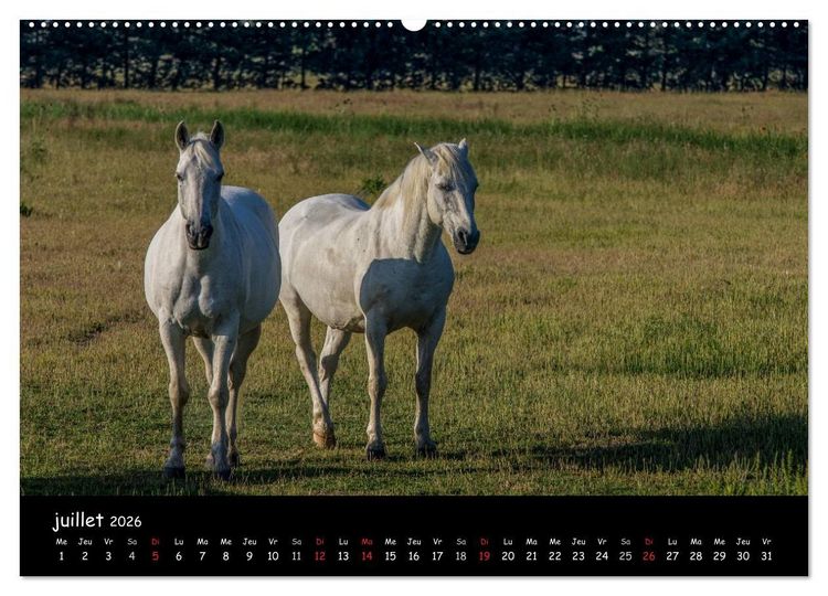 Produktbild: Cheval camarguais (Calendrier mural 2026 DIN A2 vertical) calendrier de bureau