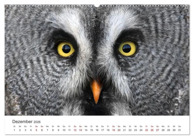 Produktbild: GREIFVOGEL- UND EULENPORTR&Auml;TS (Wandkalender 2026 DIN A2 quer), CALVENDO Monatskalender