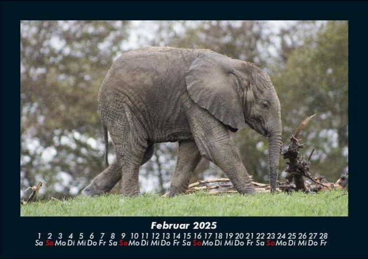 Produktbild: Der Tierkalender 2025 Fotokalender DIN A5