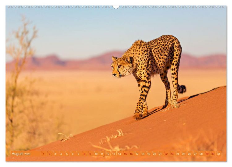 Produktbild: Afrikas Tierwelt - Geparde (Wandkalender 2026 DIN A2 quer), CALVENDO Monatskalender