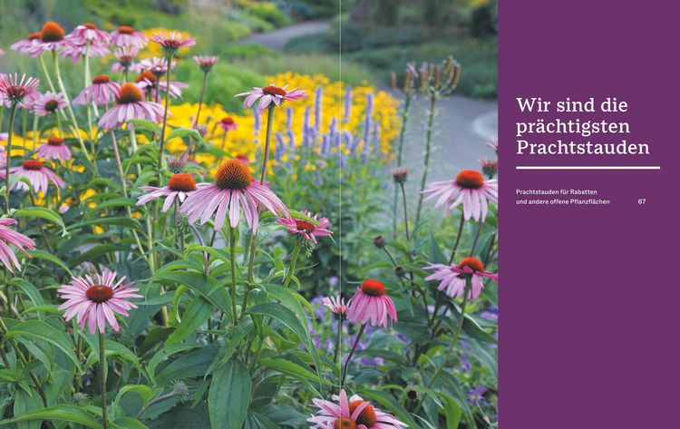 Produktbild: Das BLV Handbuch Stauden