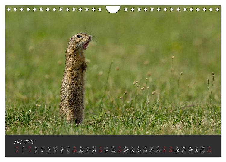 Produktbild: Natur erleben Seewinkel-Neusiedlersee (Wandkalender 2026 DIN A4 quer), CALVENDO Monatskalender