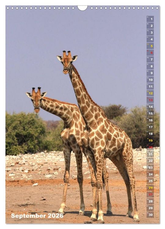Produktbild: Giraffen - Anmut und Sanftheit (Wandkalender 2026 DIN A3 hoch), CALVENDO Monatskalender