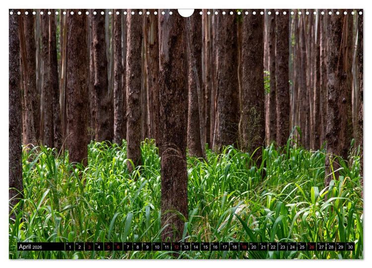 Produktbild: B&auml;ume in der Welt (Wandkalender 2026 DIN A3 quer), CALVENDO Monatskalender