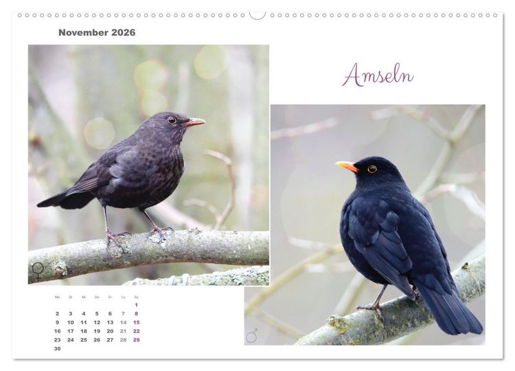 Produktbild: Vogel-P&auml;rchen (hochwertiger Premium Wandkalender 2026 DIN A2 quer), Kunstdruck in Hochglanz