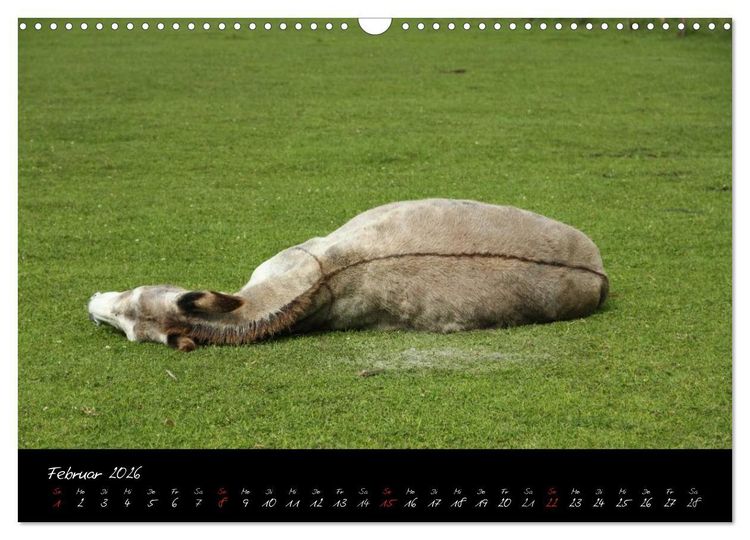Produktbild: Esel - liebenswerte Langohren (Wandkalender 2026 DIN A3 quer), CALVENDO Monatskalender