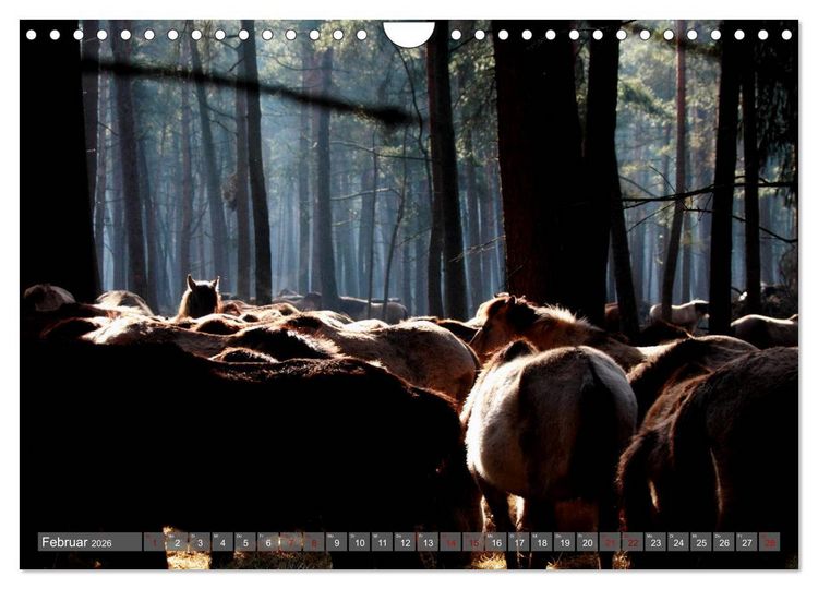Produktbild: D&uuml;lmener Wildpferde - Wildpferde im Meerfelder Bruch (Wandkalender 2026 DIN A4 quer), CALVENDO Monatskalender
