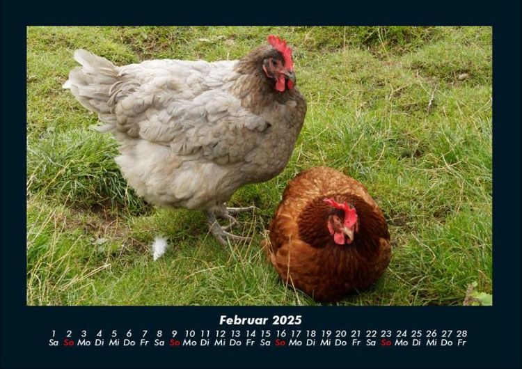 Produktbild: Der Tierkalender 2025 Fotokalender DIN A4