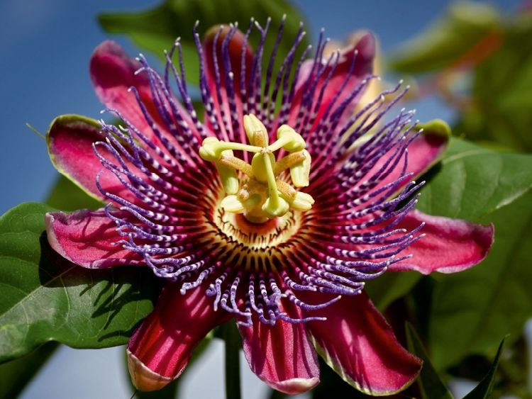 Produktbild: CALVENDO Puzzle Passiflora - Passionsblume | 1000 Teile Lege-Gr&ouml;&szlig;e 64x48cm Foto-Puzzle f&uuml;r gl&uuml;ckliche Stunden