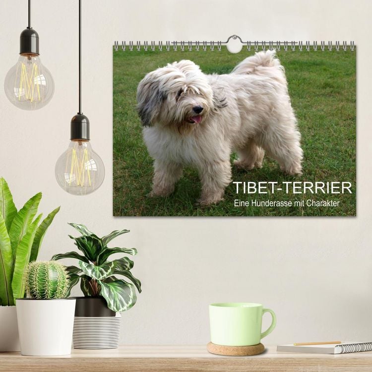 Produktbild: Tibet-Terrier - Eine Hunderasse mit Charakter (Wandkalender 2026 DIN A4 quer), CALVENDO Monatskalender
