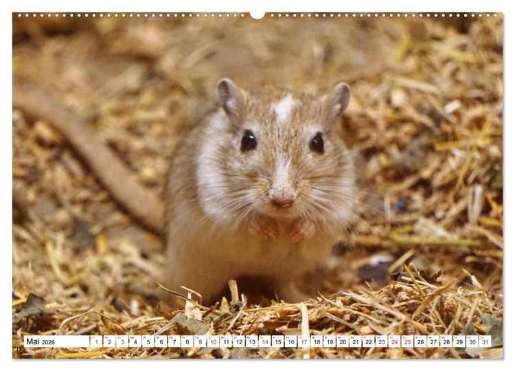 Produktbild: Niedliche Rennm&auml;use (hochwertiger Premium Wandkalender 2026 DIN A2 quer), Kunstdruck in Hochglanz