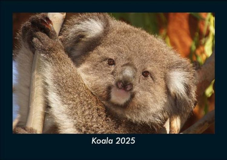 Produktbild: Koala 2025 Fotokalender DIN A5