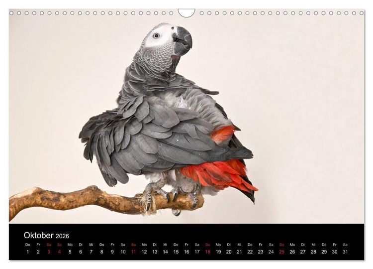Produktbild: Graupapageien zum Verlieben (Wandkalender 2026 DIN A3 quer), CALVENDO Monatskalender