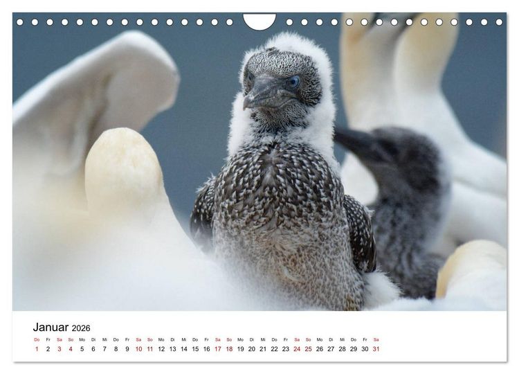 Produktbild: Mitreisekalender 2026 Helgoland (Wandkalender 2026 DIN A4 quer), CALVENDO Monatskalender