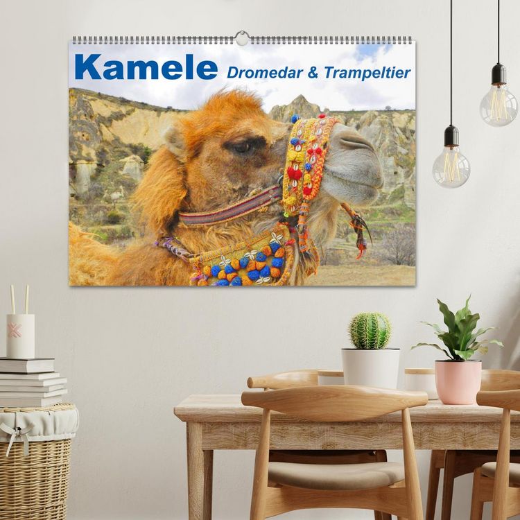 Produktbild: Kamele &bull; Dromedar & Trampeltier (Wandkalender 2026 DIN A2 quer), CALVENDO Monatskalender