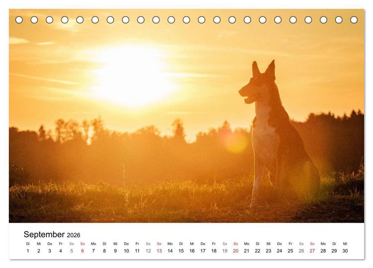 Produktbild: Collies 2026 in Kurz- und Langhaar (Tischkalender 2026 DIN A5 quer), CALVENDO Monatskalender