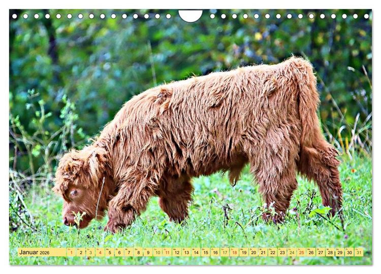 Produktbild: Highland Cattle, die Hochlandrinder aus Pfeffingen (Wandkalender 2026 DIN A4 quer), CALVENDO Monatskalender