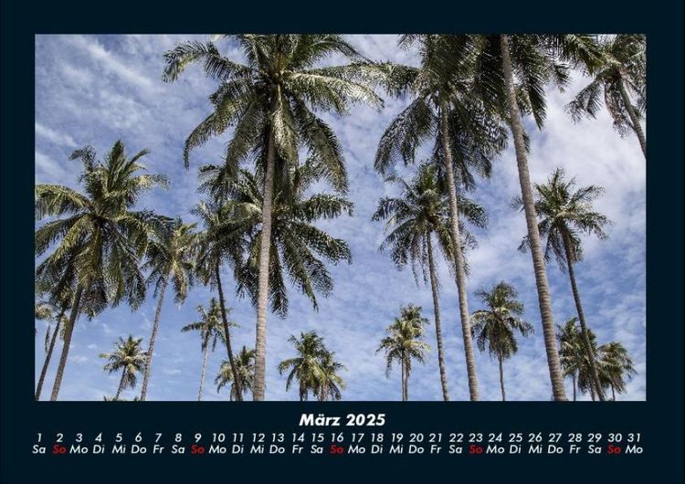 Produktbild: Palmen 2025 Fotokalender DIN A4