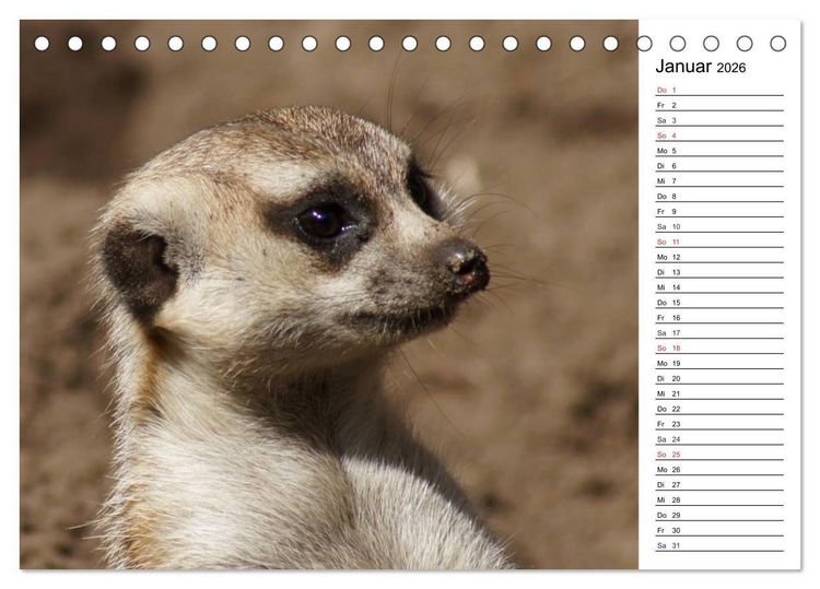 Produktbild: Faszinierende Tierportraits (Tischkalender 2026 DIN A5 quer), CALVENDO Monatskalender