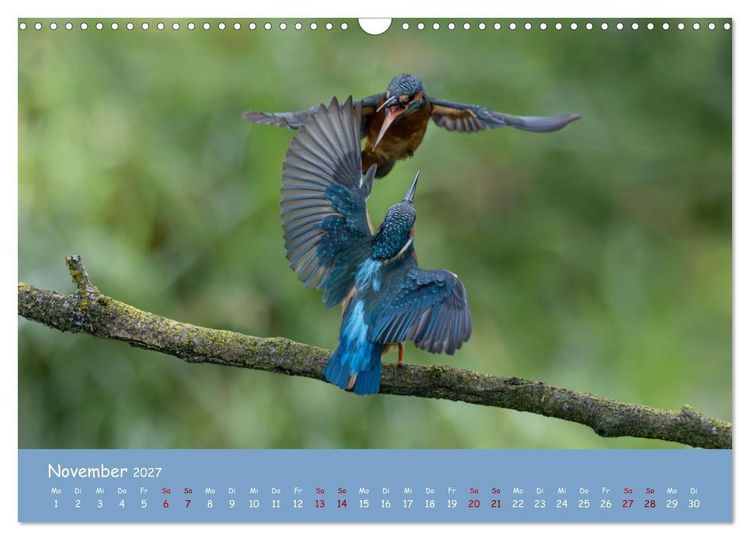 Produktbild: Alcedo atthis. Der Eisvogel (Wandkalender 2027 DIN A3 quer), CALVENDO Monatskalender