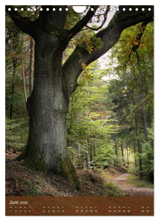 Produktbild: Klimaretter Baum (Wandkalender 2026 DIN A4 hoch), CALVENDO Monatskalender