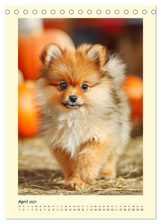 Produktbild: Der Pomeranian. Putziger Zwergspitz zum Verlieben (Tischkalender 2027 DIN A5 hoch), CALVENDO Monatskalender