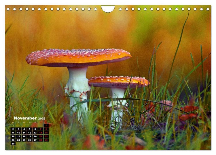 Produktbild: Pilzmagie (Wandkalender 2026 DIN A4 quer), CALVENDO Monatskalender