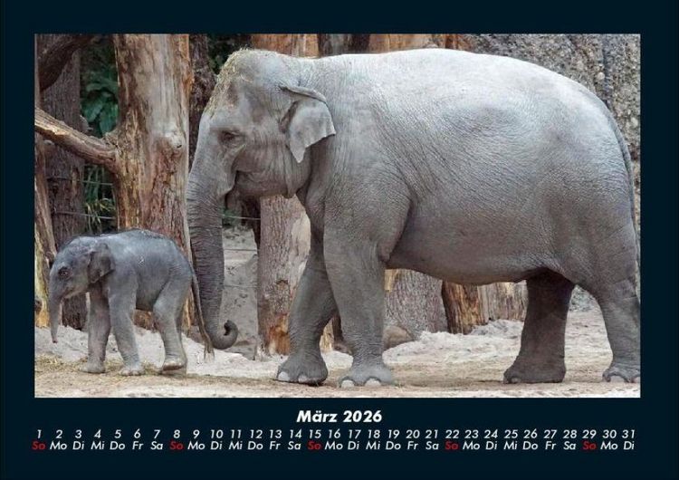 Produktbild: Elefanten - Die sanften Riesen Afrikas 2026 Fotokalender DIN A4