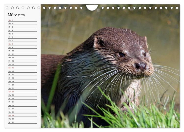 Produktbild: Seehunde und Otter. Putzige Gesellen, perfekte Schwimmer (Wandkalender 2026 DIN A4 quer), CALVENDO Monatskalender