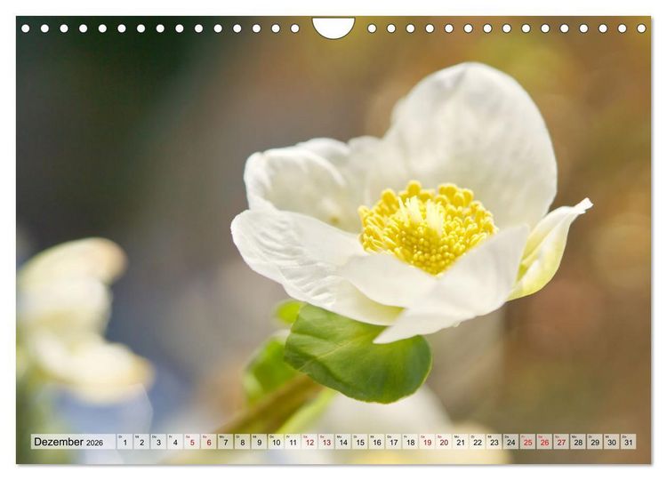 Produktbild: Wenn Bl&uuml;ten tr&auml;umen tanzt das Licht (Wandkalender 2026 DIN A4 quer), CALVENDO Monatskalender