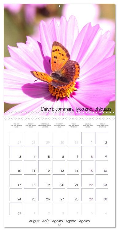 Produktbild: D&eacute;licats Papillons de nos r&eacute;gions, de France et d'Europe (Calendrier mural carr&eacute; 2026 30x30 cm) Calendrier double avec une page pour vos prises de notes