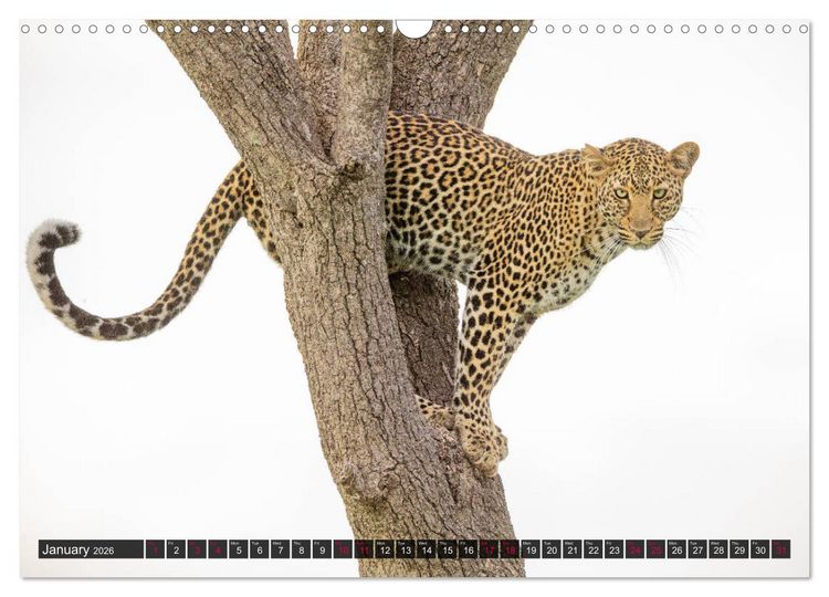 Produktbild: Leopards in the wild (Wall Calendar 2026 DIN A3 landscape), CALVENDO 12 Month Wall Calendar