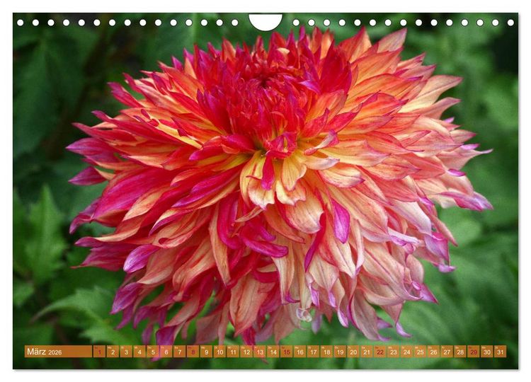 Produktbild: Flower Power - Zauberhafte K&uuml;belpflanzen (Wandkalender 2026 DIN A4 quer), CALVENDO Monatskalender