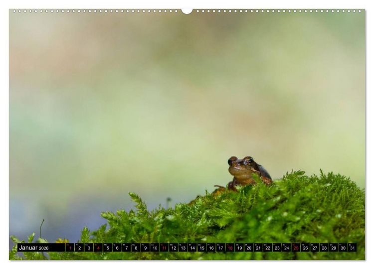 Produktbild: Salamander und Co. (hochwertiger Premium Wandkalender 2026 DIN A2 quer), Kunstdruck in Hochglanz