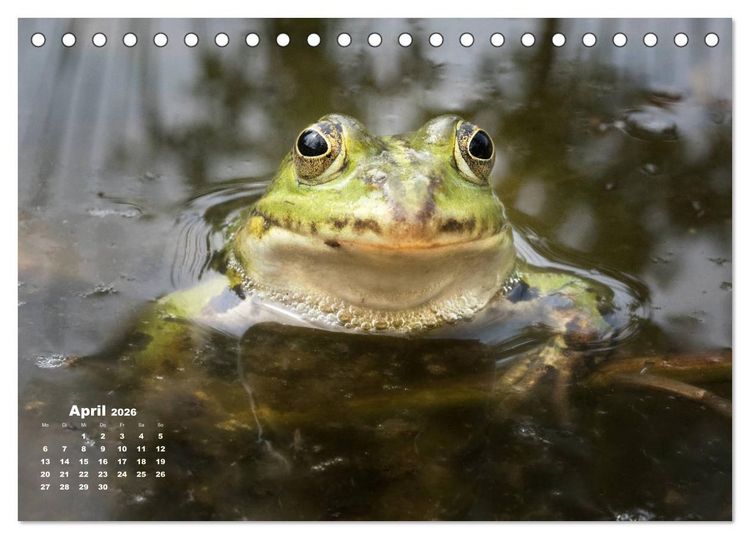 Produktbild: Gl&uuml;ckliche Fr&ouml;sche (Tischkalender 2026 DIN A5 quer), CALVENDO Monatskalender