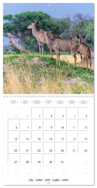 Produktbild: Animals are watching you (Wall Calendar 2026 12 &times; 12 Inch) CALVENDO 12 Month Wall Calendar