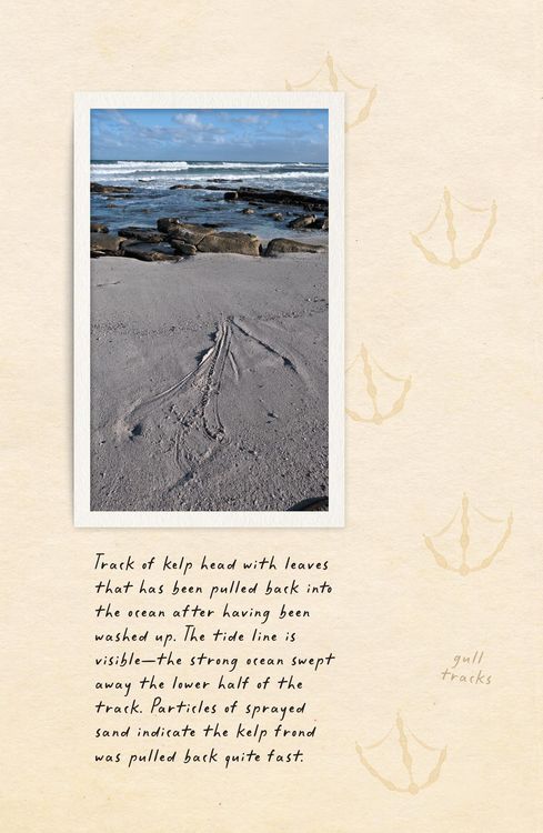 Produktbild: Amphibious Soul Hb