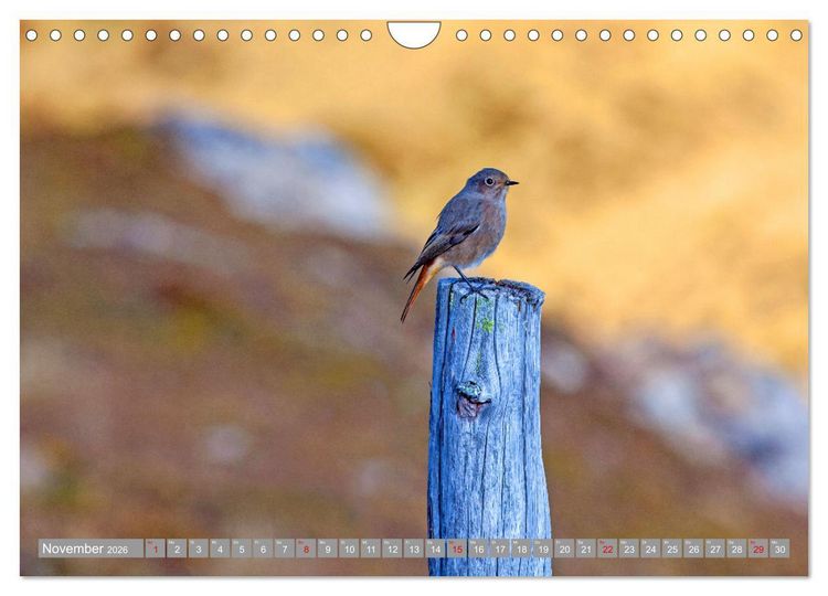 Produktbild: Wir sind die fliegenden Stars (Wandkalender 2026 DIN A4 quer), CALVENDO Monatskalender