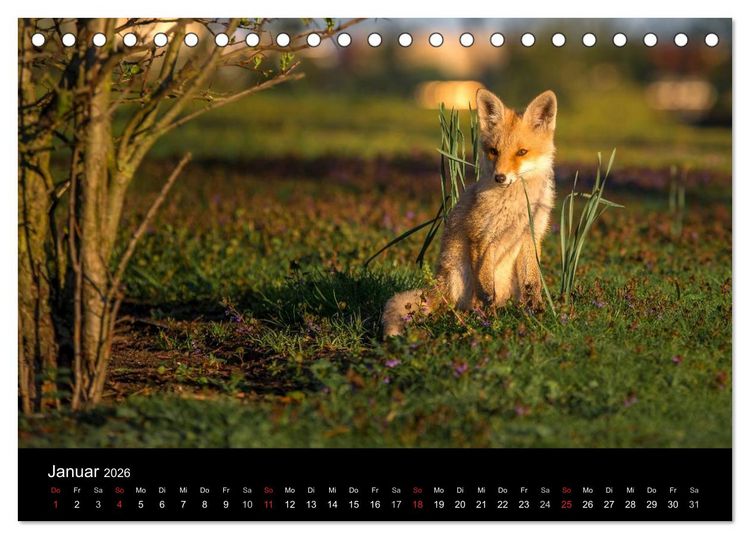 Produktbild: Joni, der kleine Fuchs (Tischkalender 2026 DIN A5 quer), CALVENDO Monatskalender